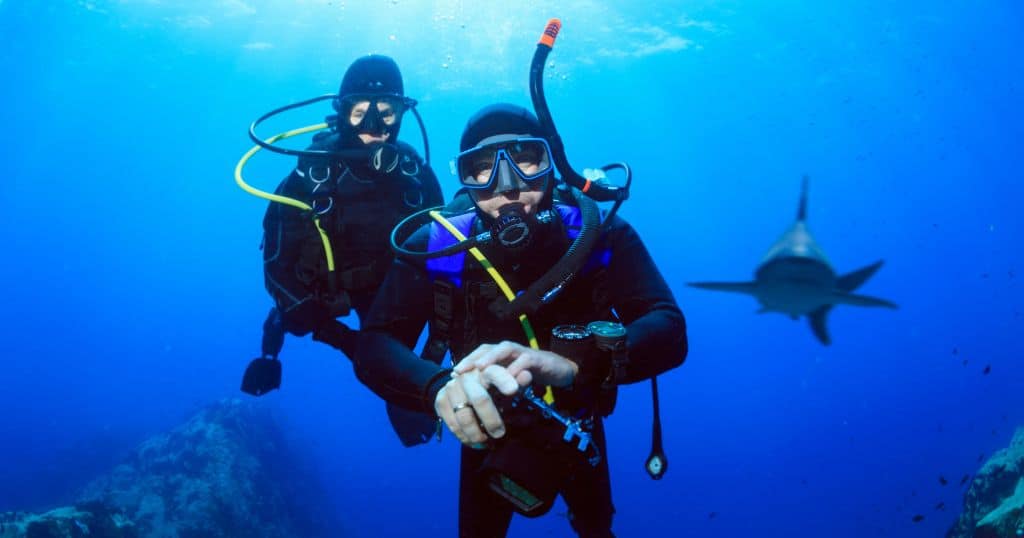 cageless shark diving in oahu, hawaii.