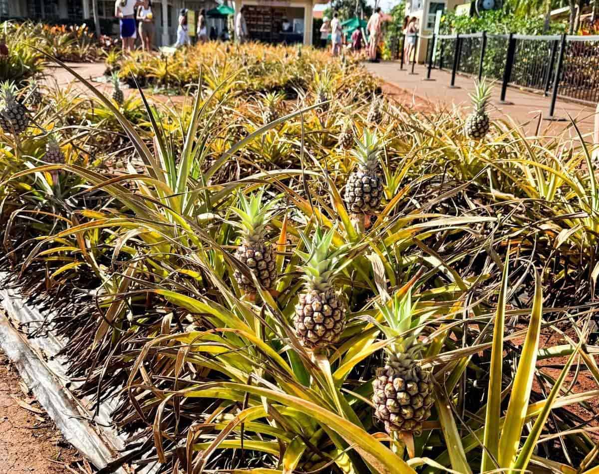 dole plantation with lots of pineapples in Oahu, Hawaii.
