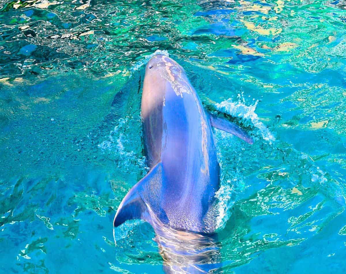 dolphin swimming in oahu hawaii.