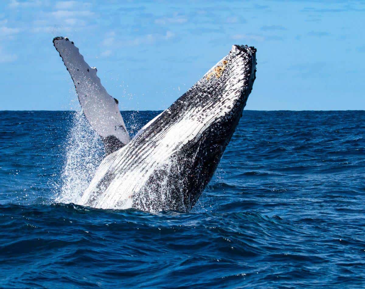 humpback whale watching in Oahu, Hawaii.