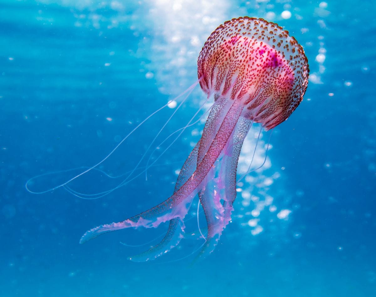 jellyfish in ocean.