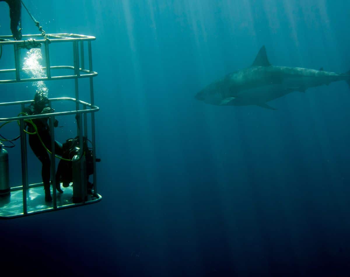 shark dive encounter in a cage in hawaii.