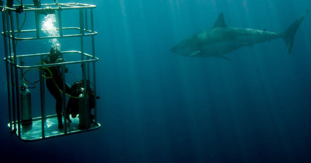 swimming in cage with sharks.