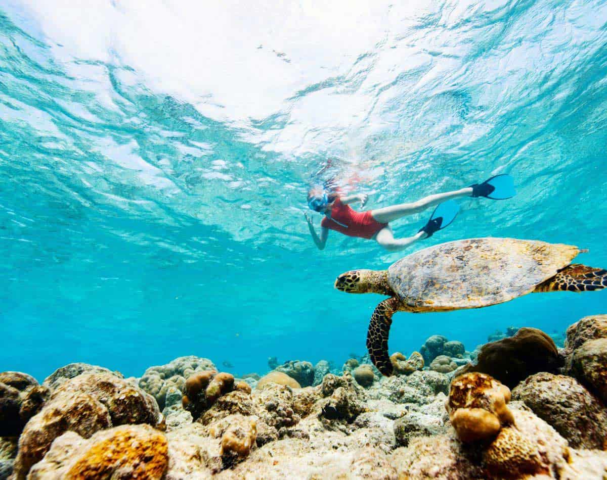 a girl snorkeling with sea turtles in hawaii.