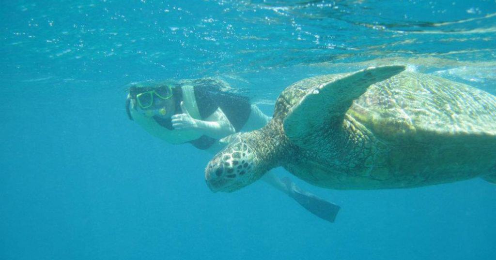 scuba diver and sea turtle in hawaiian ocean.