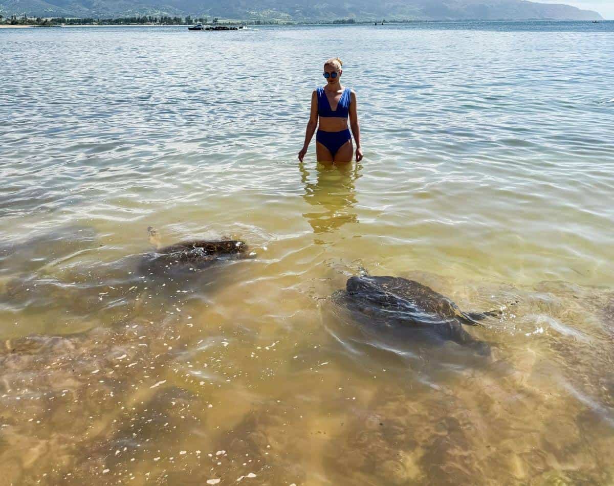 a girl swimming with turtles in turtle bay, oahu, hawaii.